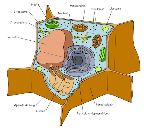 CÉlulas Virus 9063